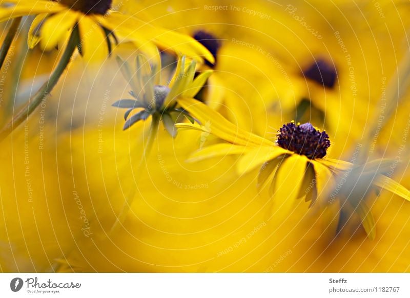 Sonnenhut ganz in Gelb Rudbeckia gelb Sommerwärme Spätsommer spätsommerlich warmes Gelb Sommerblumen letzte sonnige Tage gelbe Blumen gelbe Blüten September