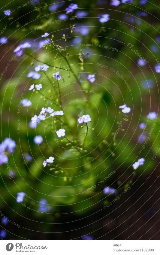 vergissmeinnicht Natur Pflanze Frühling Sommer Blume Blüte Vergißmeinnicht Garten Blühend klein blau grün Farbfoto Außenaufnahme Nahaufnahme Makroaufnahme