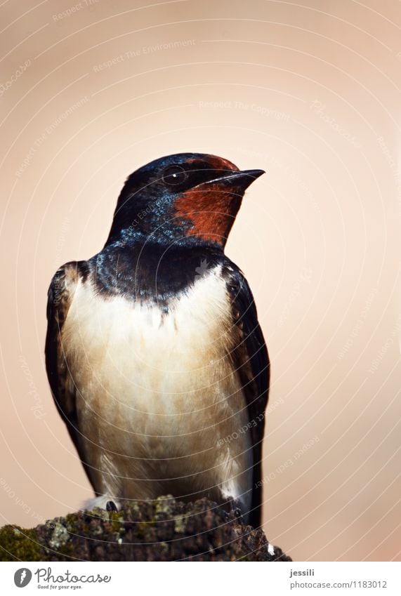 Naja Vogel 1 Tier hocken sitzen frech rebellisch orange schwarz Tapferkeit Vorsicht Weisheit warten schätzen Neugier skeptisch klug Däumling Märchen