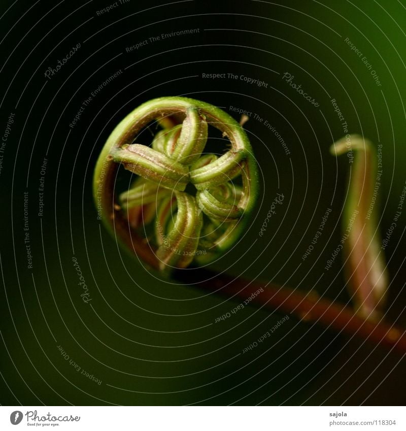 eingerollt Natur Pflanze Farn ästhetisch rund braun grün Beginn nachhaltig Rolle Rad Daoismus Verbundenheit Speichen einheitlich Farbfoto Gedeckte Farben