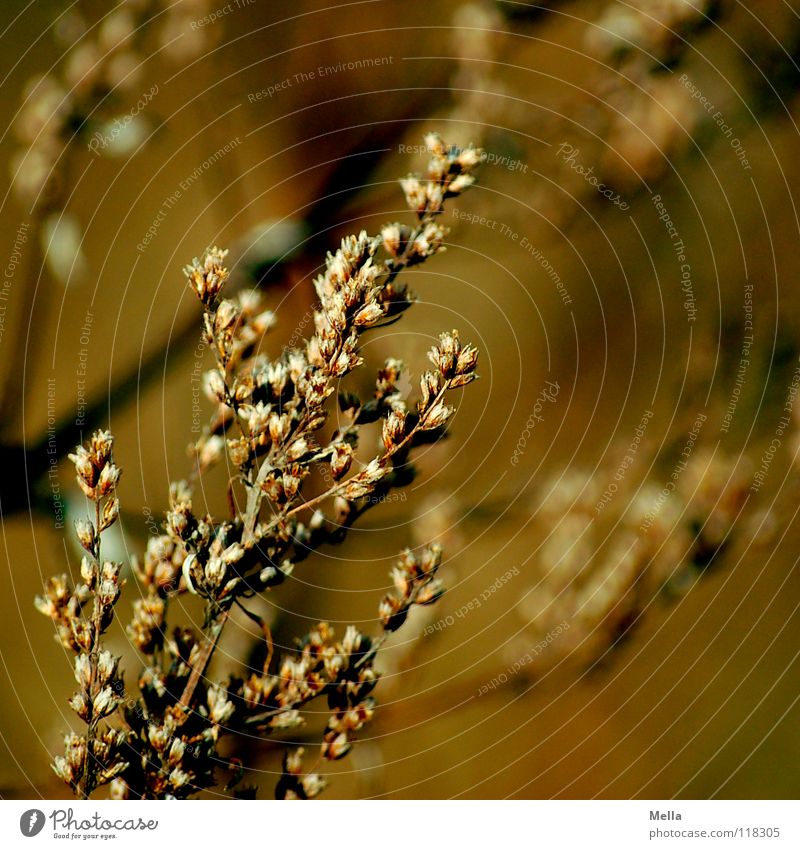 Wintergras Gras Blüte vergangen Tod kalt Pflanze braun trocken zerbröckelt Beleuchtung Detailaufnahme einzeln Wiese Blume Makroaufnahme Nahaufnahme