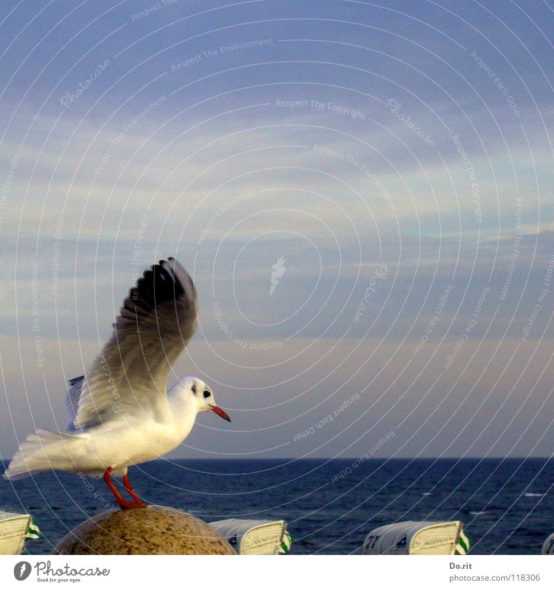 eine Möwe macht noch keinen Sommer... Herbst Strandkorb Wolkenband weiß Schnabel Meer Küste Frieden Vogel Flügel Himmel anfliegen sitzen blau Ostsee Stein