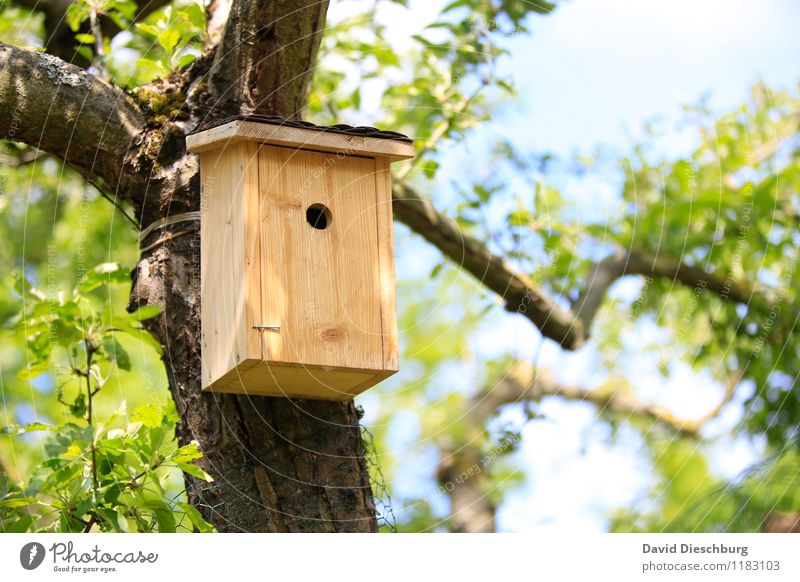 DRINGEND Nachmieter gesucht!!! Wohnung Traumhaus Garten Umzug (Wohnungswechsel) Natur Landschaft Pflanze Tier Himmel Frühling Sommer Schönes Wetter Baum