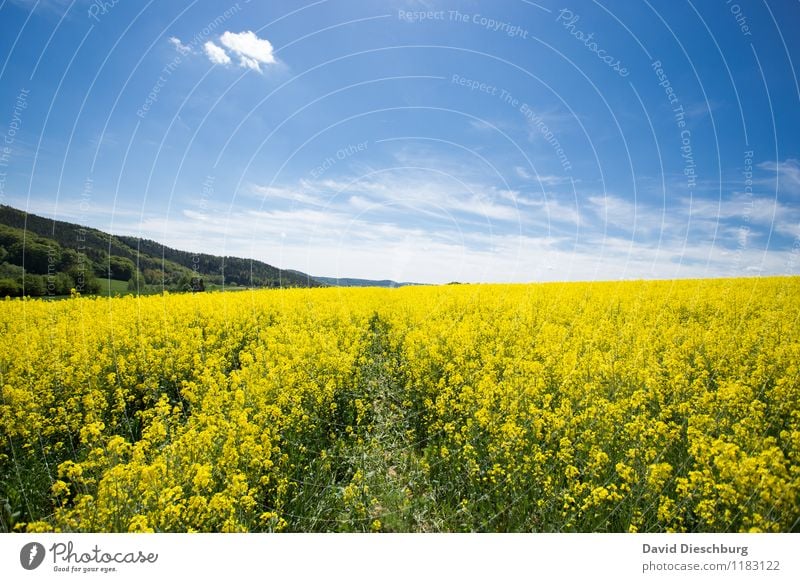 Der Raps steht hoch Landwirtschaft Forstwirtschaft Natur Landschaft Pflanze Tier Himmel Wolken Frühling Sommer Schönes Wetter Blume Blüte Nutzpflanze Feld blau