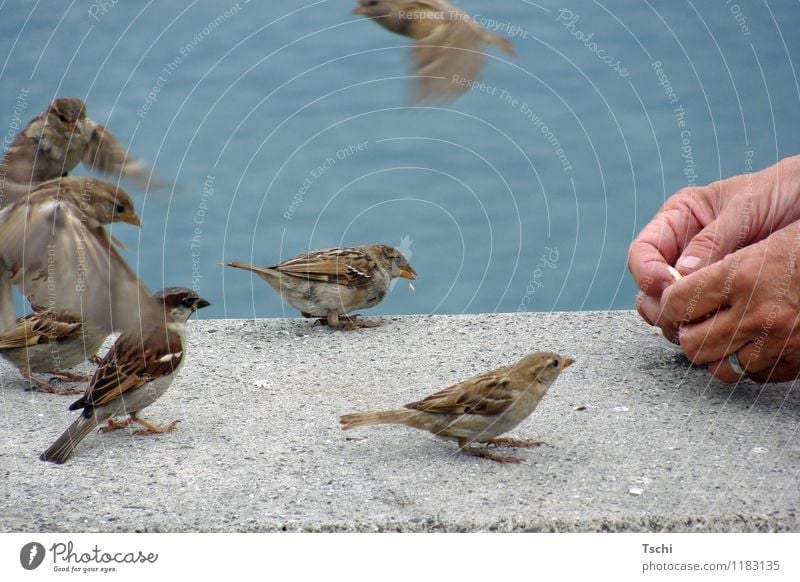 Wer kriegt den Brösel? Hand Finger Wasser Seeufer Tier Vogel Tiergruppe fliegen Fressen füttern frech frei Neugier blau braun grau Tierliebe Natur Tiere