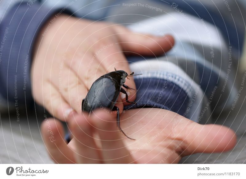 Kind mit Käfer Garten Mensch Junge Kindheit Hand Finger 1 3-8 Jahre Terrasse Tier Wildtier Kolbenwasserkäfer Wasserkäfer Wasserfreund Insekt entdecken