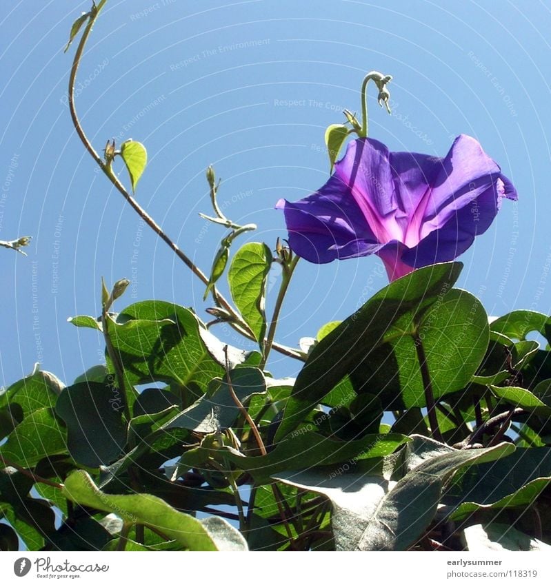 sommerlich Blume Blüte Pflanze Sträucher Sommer grün harmonisch violett außergewöhnlich schön Hibiscus Frühling Frühlingsgefühle Ferien & Urlaub & Reisen Strand