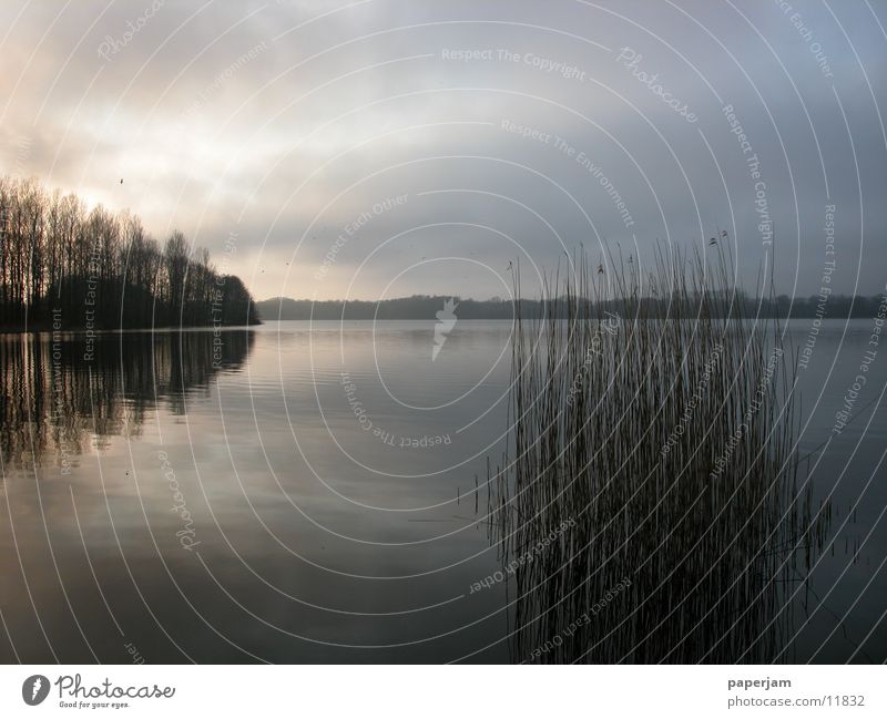 Abendstimmung am See Sonnenuntergang Schilfrohr Reflexion & Spiegelung Abendsonne Nebel Wasser