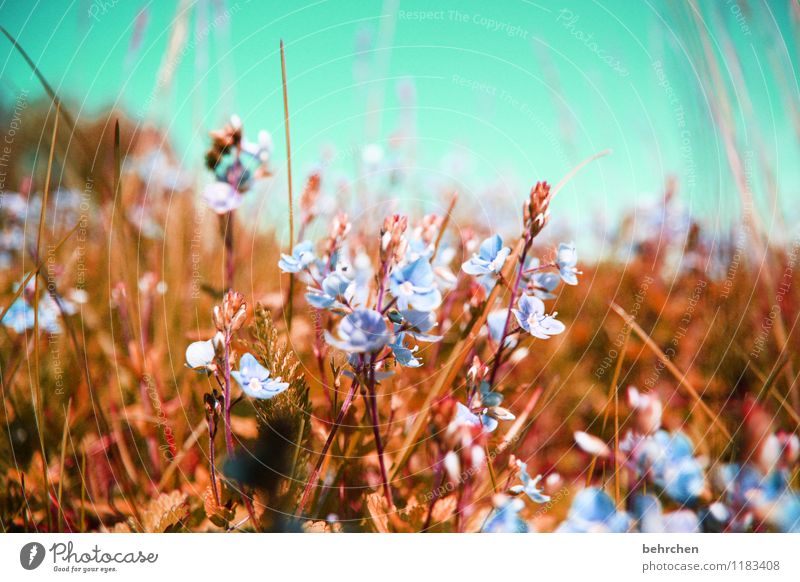 ein bett im...blumenfeld Natur Pflanze Himmel Wolkenloser Himmel Frühling Sommer Herbst Schönes Wetter Blume Gras Blatt Blüte Wildpflanze Veronica Garten Park