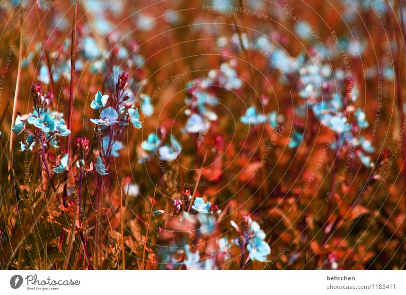 kleinigkeiten Umwelt Natur Pflanze Frühling Sommer Herbst Blume Gras Blatt Blüte Veronica Garten Park Wiese Feld Blühend Wachstum schön niedlich blau braun