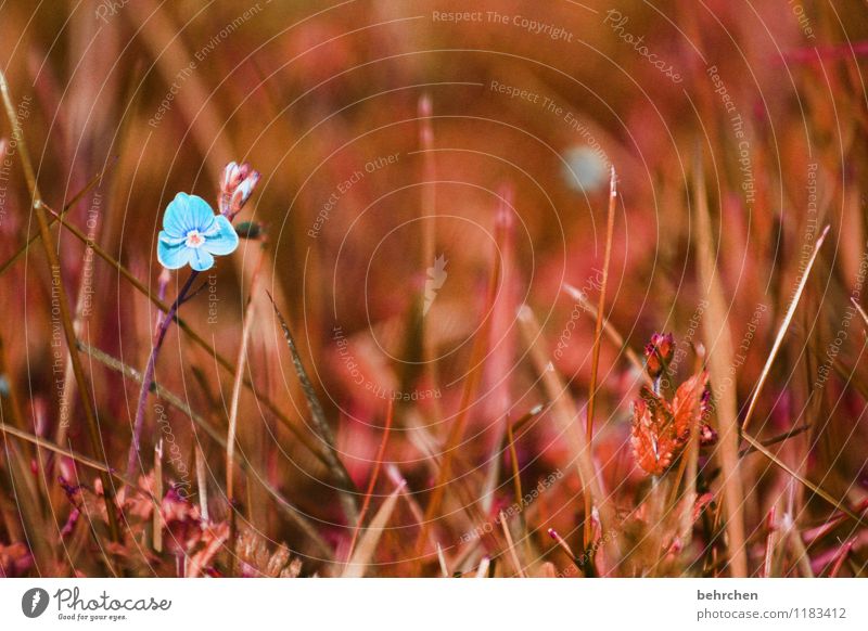 alleinstellungsmerkmal Natur Pflanze Frühling Sommer Herbst Blume Gras Blatt Blüte Veronica Garten Park Wiese Feld Blühend Wachstum außergewöhnlich klein schön