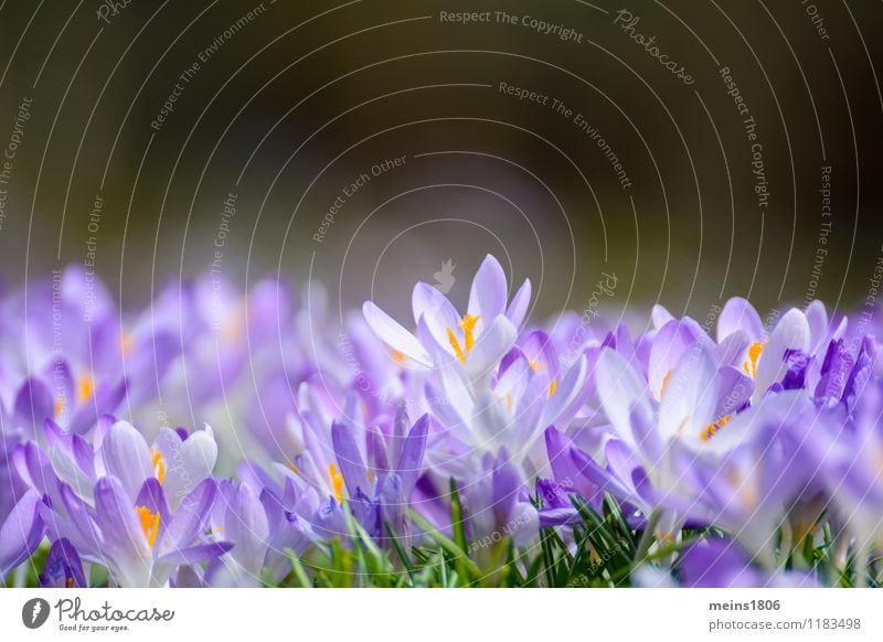 Krokos Wellness ruhig Freiheit Sommer Umwelt Natur Pflanze Frühling Blume Wildpflanze verblüht violett Hoffnung Farbfoto Außenaufnahme Textfreiraum oben Morgen