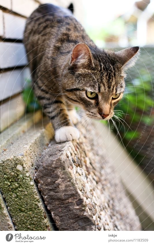 Louise lauert. Garten Haustier Katze Tiergesicht 1 Tierjunges beobachten entdecken Jagd Blick klein Neugier niedlich Gefühle Interesse Konzentration Farbfoto