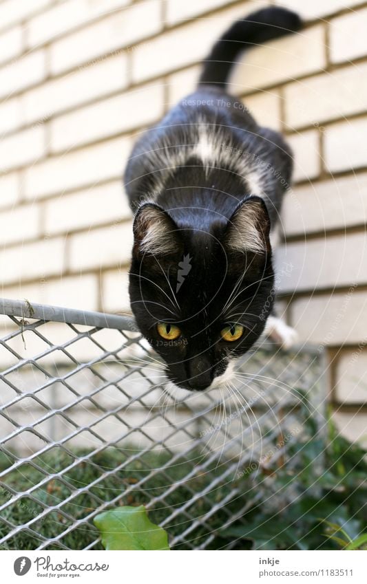 sprungbereit Garten Tier Haustier Katze Tiergesicht 1 Tierjunges beobachten entdecken hocken Jagd Blick klein nah Neugier niedlich Gefühle Interesse