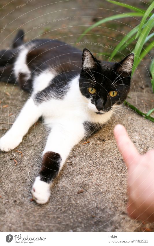 Da. Haustier Katze 1 Tier Tierjunges liegen Blick klein niedlich schwarz weiß Gefühle Zufriedenheit Akzeptanz Vertrauen Sympathie Tierliebe Gelassenheit Neugier