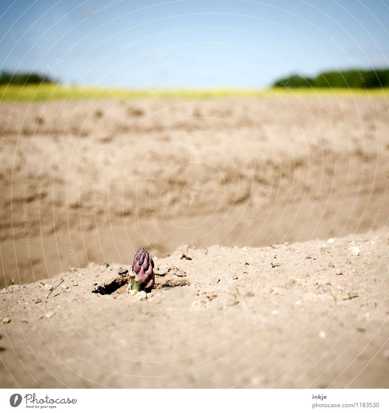 Verooonika. Gemüse Spargelzeit Ernährung Landwirtschaft Forstwirtschaft Umwelt Natur Sonne Frühling Sommer Schönes Wetter Pflanze Nutzpflanze Spargelkopf Feld