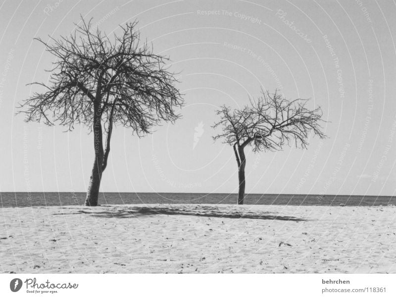 menschenleer Schwarzweißfoto Menschenleer Schatten ruhig Ferien & Urlaub & Reisen Sommer Strand Meer Sand Wasser Himmel Wärme Baum Küste heiß trocken schwarz