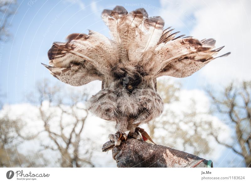 Das etwas andere Eulen PO(rtrait) ;) Tier Wildtier Vogel Flügel Krallen Eulenvögel Kauz Greifvogel Bartkauz 1 fliegen sitzen blau braun Falkner Falknerei