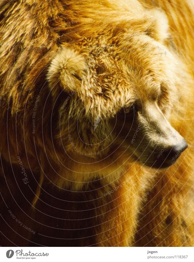 Bruno? Braunbär Whistler British Columbia Tier Zoo Zoologie stark Pfote braun Fell weich Waldmensch kuschlig Wildtier Eisbärfalle Säugetier Landraubtier