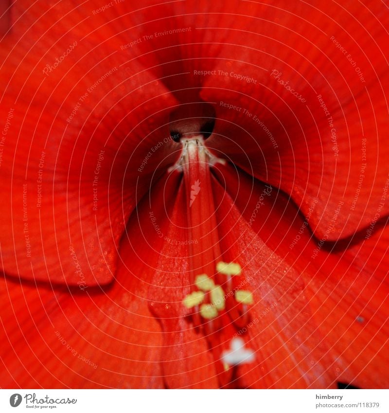 point of view IV Blume Blüte gelb Blütenblatt Botanik Sommer Frühling frisch Wachstum Pflanze rot Makroaufnahme Nahaufnahme flower Detailaufnahme Stempel Natur