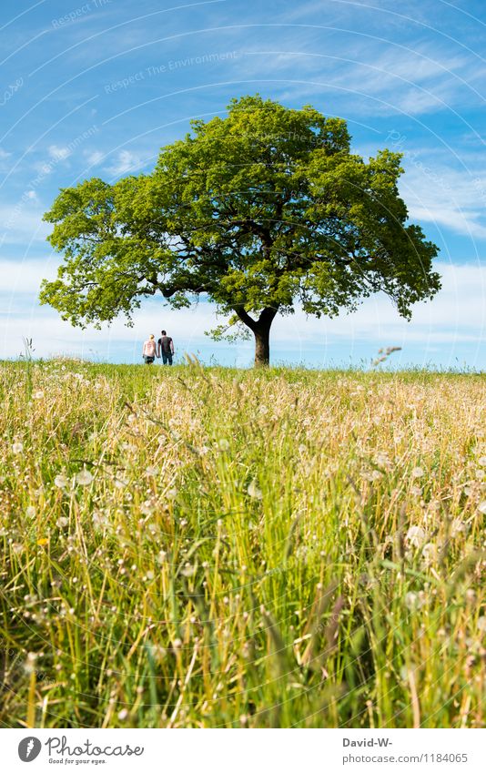 Liebesroman - elegant schön Ferien & Urlaub & Reisen Ferne Sommer Sommerurlaub Mensch maskulin feminin Paar Partner Leben 2 Natur Landschaft Blume Glück