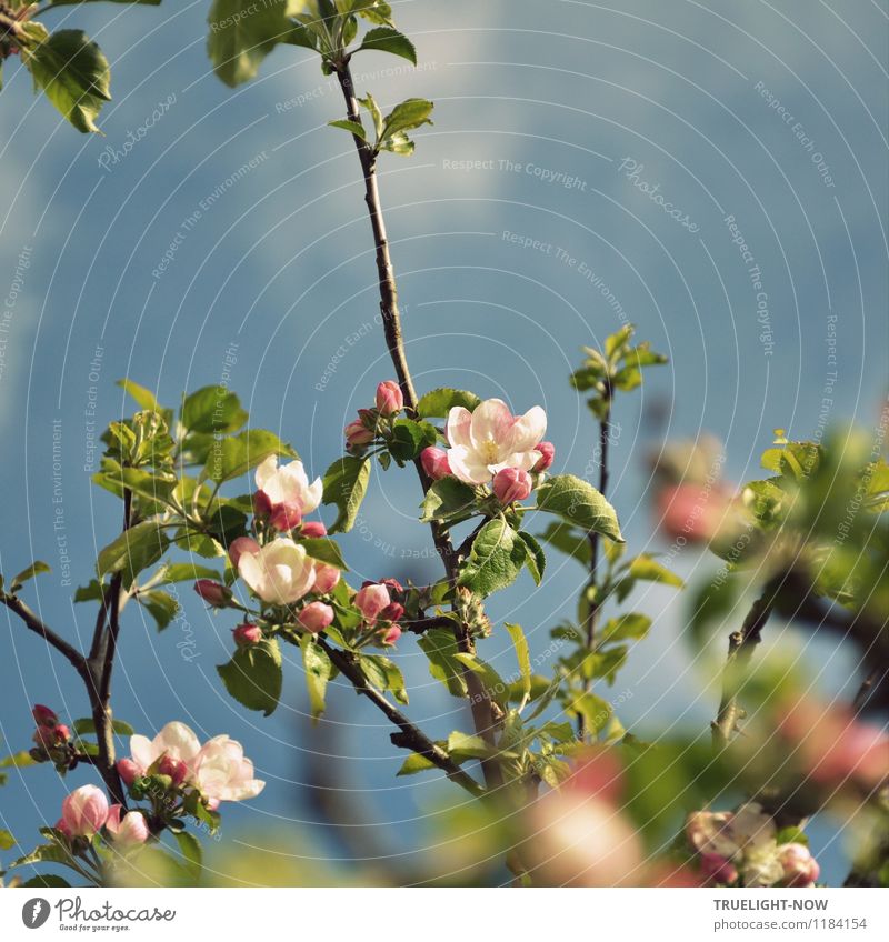 Sonnenschein Umwelt Natur Himmel Wolken Frühling Schönes Wetter Pflanze Blatt Blüte Nutzpflanze "Obstbaum Apfelbaum" Garten blau grün rosa weiß ästhetisch Duft