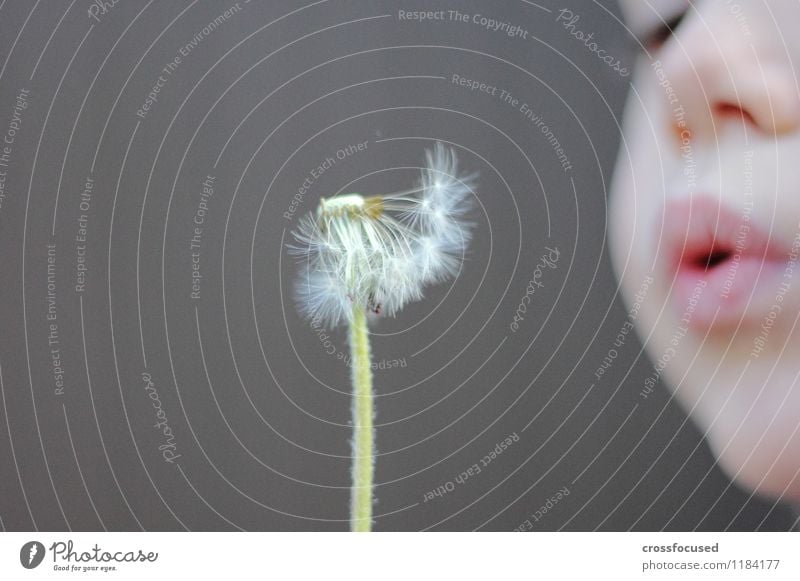 außer Puste feminin Kind Gesicht Mund 1 Mensch 3-8 Jahre Kindheit Frühling Wind Blume Löwenzahn frisch grau grün Fröhlichkeit Lebensfreude Frühlingsgefühle