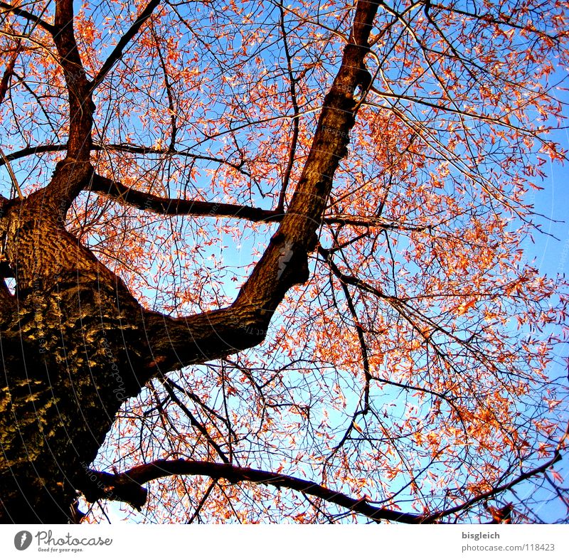 Herbstbaum Farbfoto Außenaufnahme Menschenleer Froschperspektive Himmel Baum Blatt kalt blau braun Umwelt Umweltschutz Wachstum Baumstamm Ast Tag