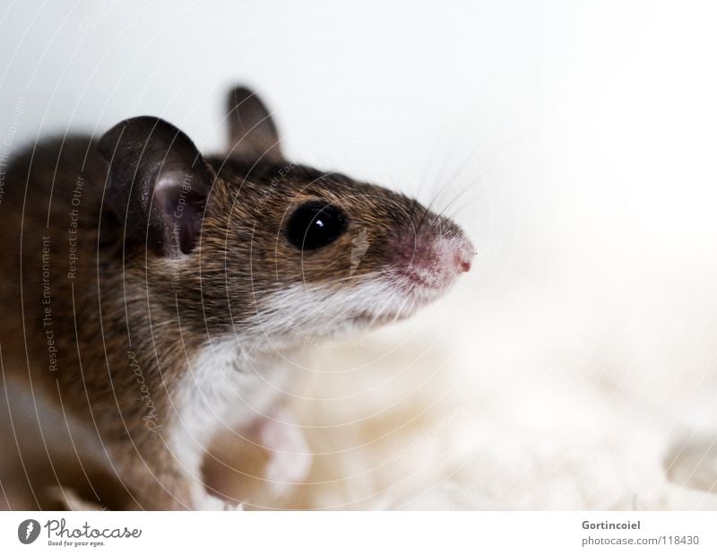 Kleiner Racker Haustier Maus Tiergesicht Fell 1 klein niedlich braun Knopfauge Nagetiere winzig Säugetier Schädlinge Afrikanische Knirpsmaus Zwergmaus