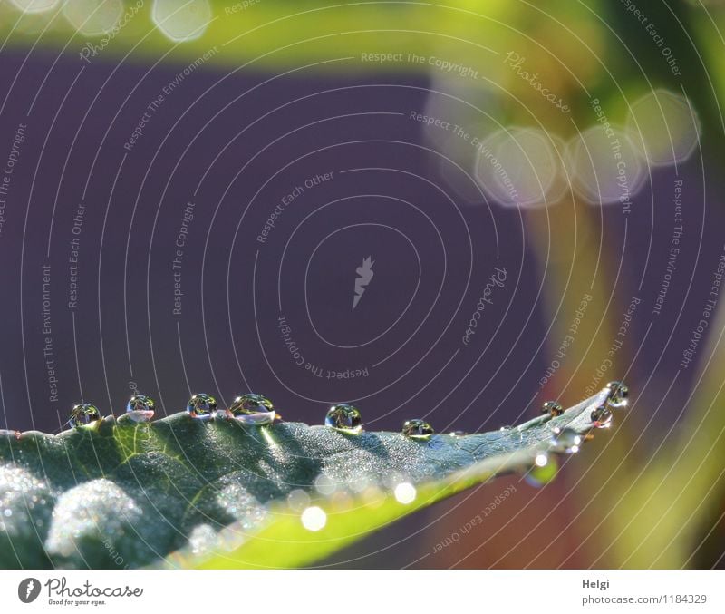 Tauperlen... Umwelt Natur Pflanze Wassertropfen Frühling Blatt Garten glänzend leuchten ästhetisch außergewöhnlich frisch klein nass natürlich rund braun grau