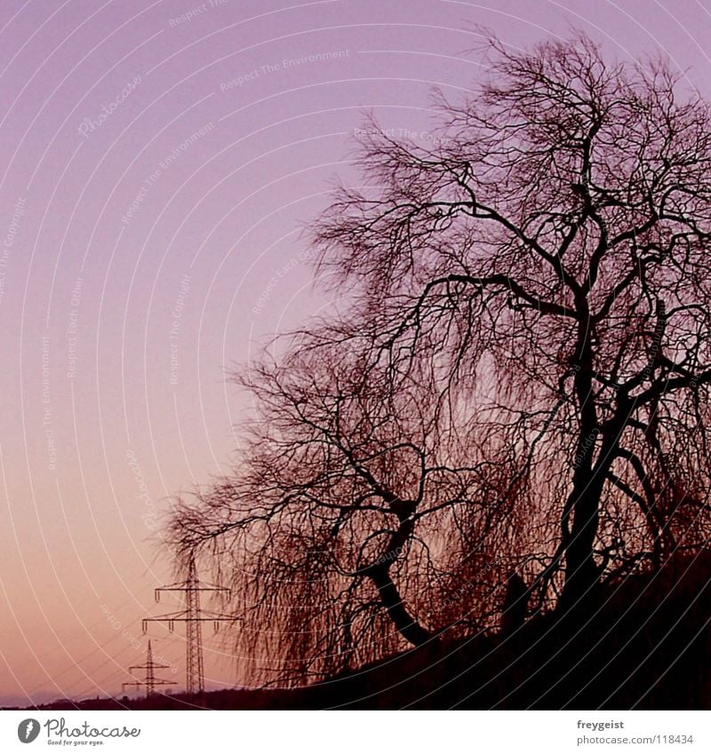 Purple Sky violett rosa Baum Himmel Elektrizität Natur Industrie purple sky tree Energiewirtschaft electricity Kontrast contrast anni k.