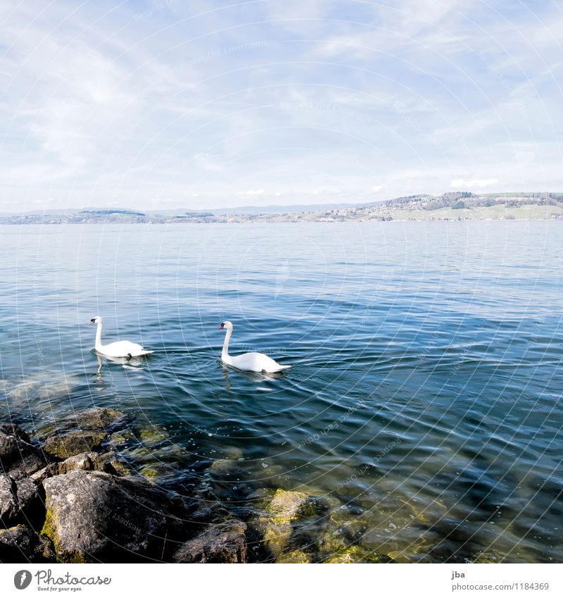 am Murtensee harmonisch Ausflug Sommer Wellen Natur Tier Urelemente Wasser Frühling Schönes Wetter Küste Seeufer Schweiz schwarz Wildtier Schwan 2 Tierpaar