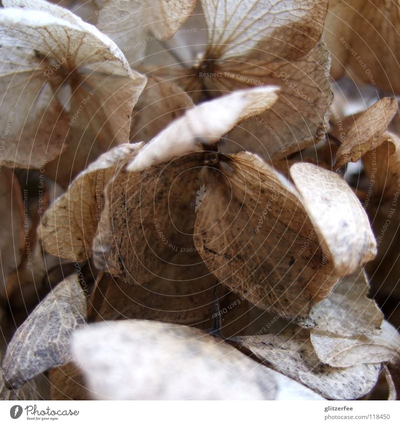 verblühte schönheit Hortensie Blüte Winter kalt grau braun Pflanze Beet Park Trauer Verzweiflung Stempel Ball Blühend