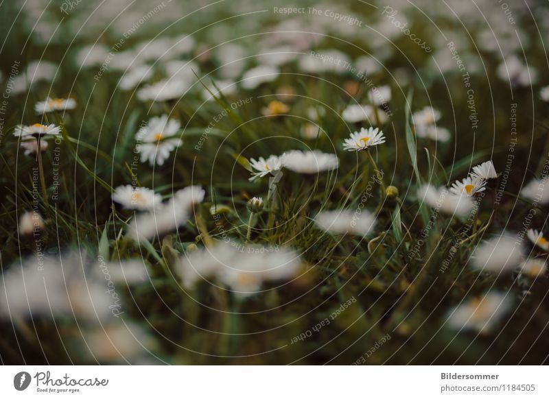 . Umwelt Natur Pflanze Frühling Sommer Blume Gras Garten Wiese Blühend Wachstum Fröhlichkeit klein natürlich grün orange weiß Frühlingsgefühle Liebe