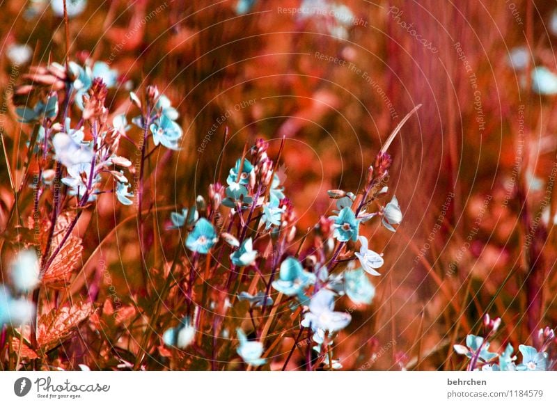 ohrwurm... Umwelt Natur Pflanze Frühling Sommer Herbst Schönes Wetter Blume Gras Blatt Blüte Veronica Garten Park Wiese Feld Blühend Wachstum schön klein blau