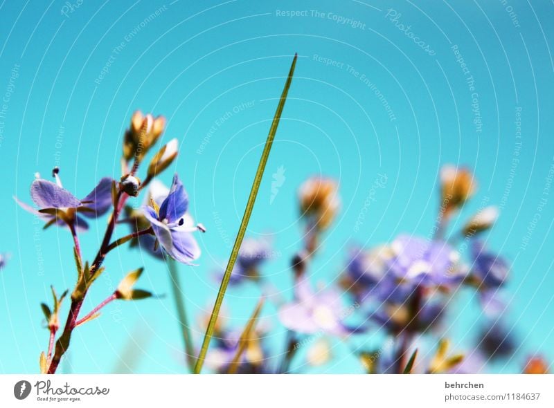 sommerlich... Natur Pflanze Himmel Wolkenloser Himmel Sonnenlicht Frühling Sommer Herbst Schönes Wetter Blume Gras Blatt Blüte Veronica Garten Park Wiese Feld