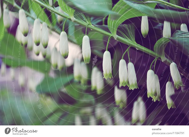 Lass dein schönes Köpfchen nicht hängen Pflanze Frühling Blüte Grünpflanze Garten Park Duft frisch hängend baumeln Kopf Frühblüher zart zartes Grün mehrere