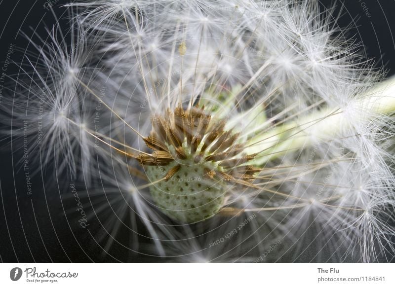 Auf dem Absprung Pflanze Blume Blüte Wildpflanze Löwenzahn Samen Samenpflanze Blühend fallen fliegen verblüht dehydrieren ästhetisch schön braun grau weiß