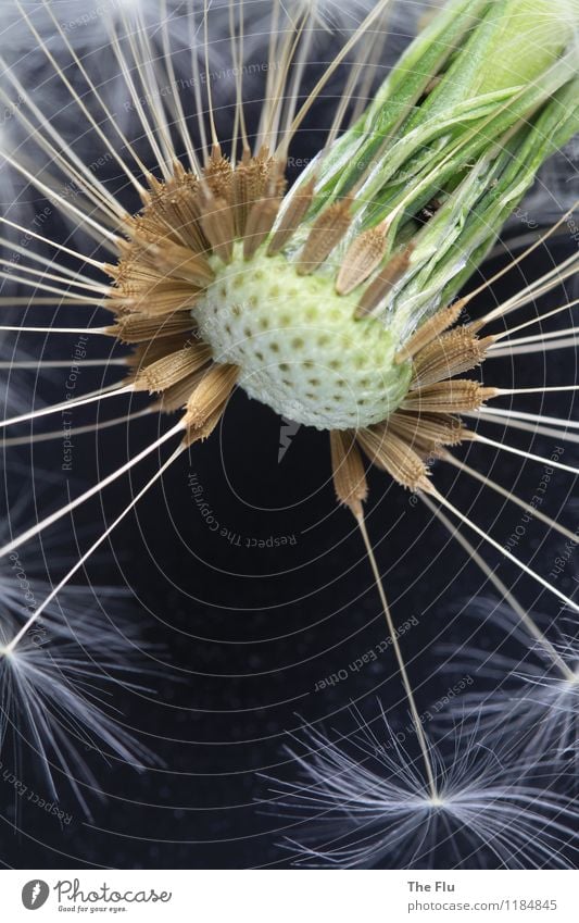 Mut zur Lücke Pflanze Frühling Blume Pusteblume Löwenzahn Blühend Liebe verblüht dehydrieren ästhetisch außergewöhnlich natürlich gelb grün schwarz weiß Gefühle