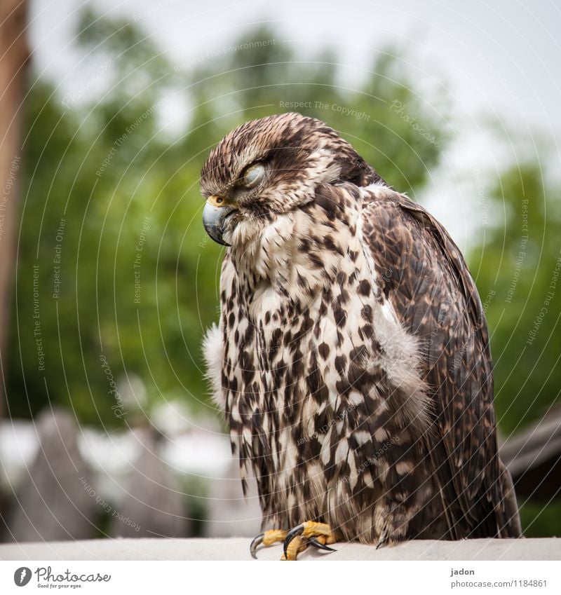 horchposten. Körper Erholung Tier Wildtier Vogel Flügel 1 schlafen sitzen Coolness Geborgenheit Wachsamkeit ruhig Erschöpfung Natur Greifvogel Bussard Feder