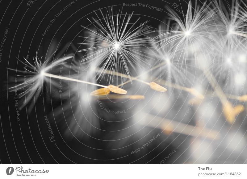 Wunderkerzen Pflanze Blume Löwenzahn Blühend fliegen verblüht dehydrieren Wachstum glänzend braun schwarz weiß Gefühle Frühlingsgefühle Verliebtheit Romantik