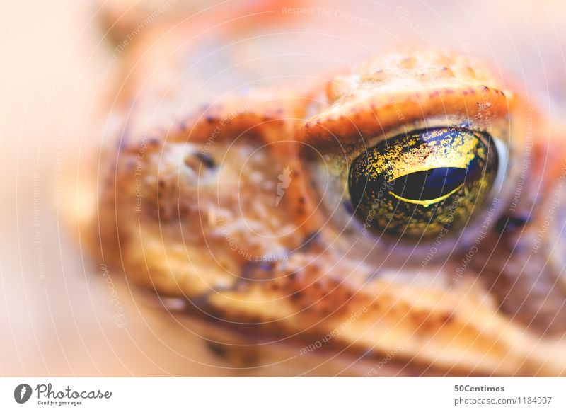 look me in the eyes Auge Tier Wildtier Frosch 1 Farbfoto Detailaufnahme Makroaufnahme Menschenleer Schwache Tiefenschärfe Tierporträt Blick in die Kamera