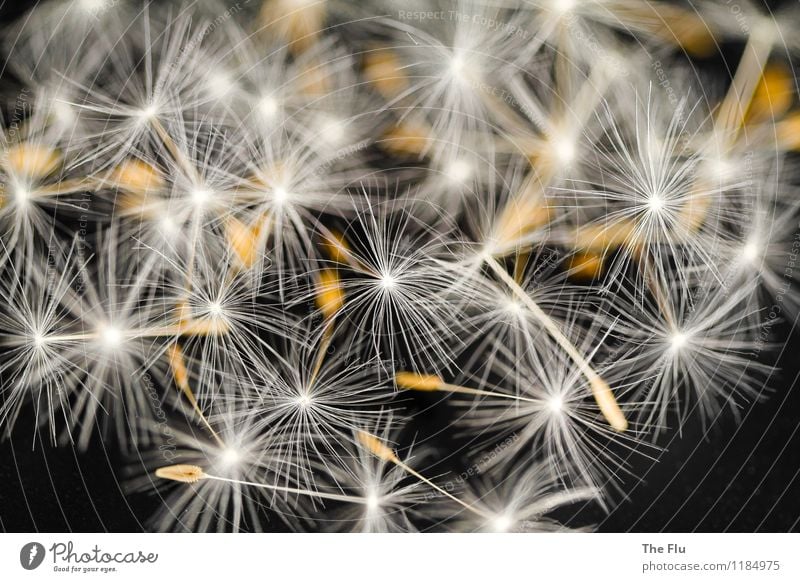 Filigrane Schönheit Natur Pflanze Frühling Sommer Blume Wildpflanze Löwenzahn Samen Samenpflanze Blühend fliegen verblüht dehydrieren Wachstum ästhetisch schön