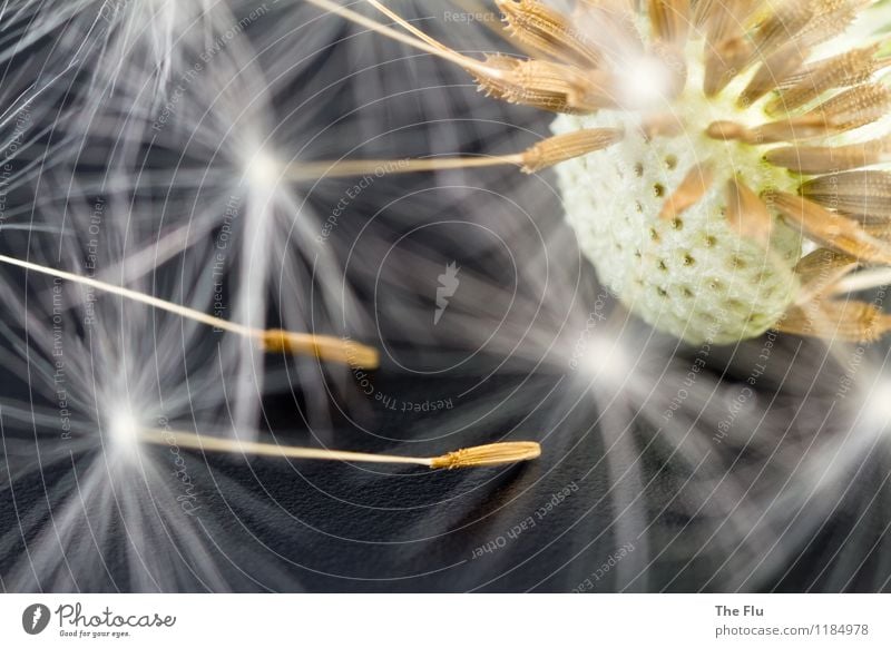 Der Löwe verliert seine Zähne Frühling Pflanze Blume Löwenzahn Samen Samenpflanze alt Blühend fliegen verblüht dehydrieren Wachstum braun schwarz weiß Romantik