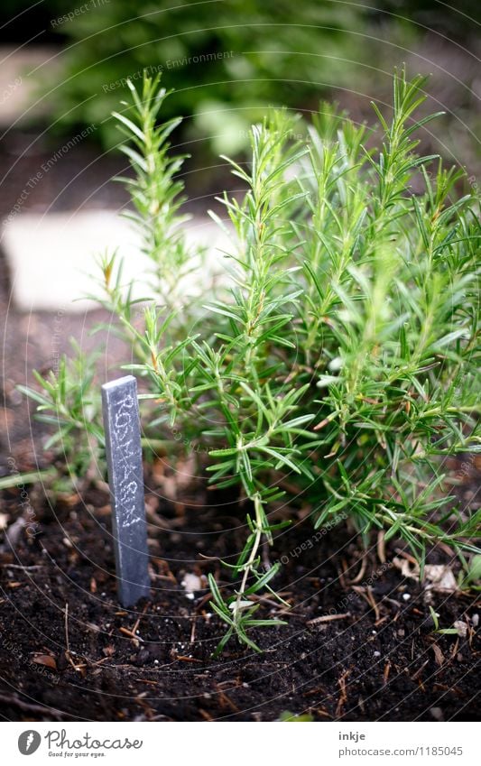 Rosmarin Kräuter & Gewürze Ernährung Frühling Sommer Nutzpflanze Kräutergarten Garten Schriftzeichen Schilder & Markierungen frisch Gesundheit grün nachhaltig