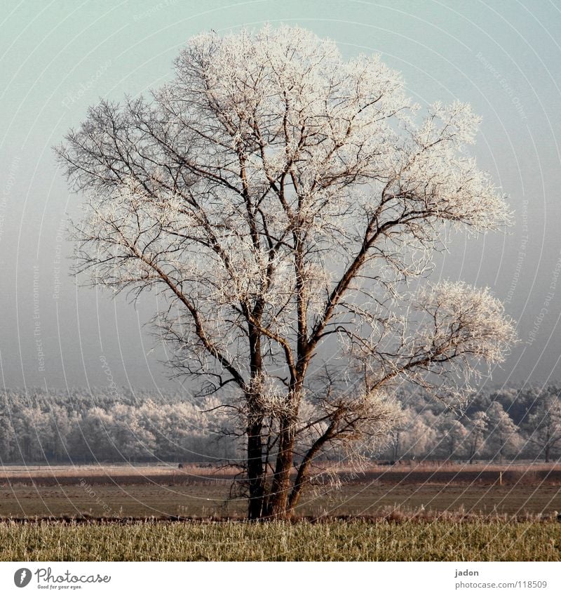 Primus Farbfoto Außenaufnahme Sonnenlicht Zentralperspektive ruhig Ferne Winter Leiter Landschaft Pflanze Schönes Wetter Eis Frost Baum Feld Wald Hochsitz alt