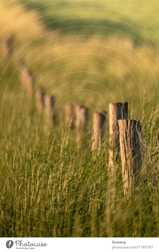 Im Feld... Natur Landschaft Pflanze Sonnenaufgang Sonnenuntergang Frühling Sommer Schönes Wetter Gras Sträucher Wiese Zaun Zaunpfahl alt braun grün Schutz