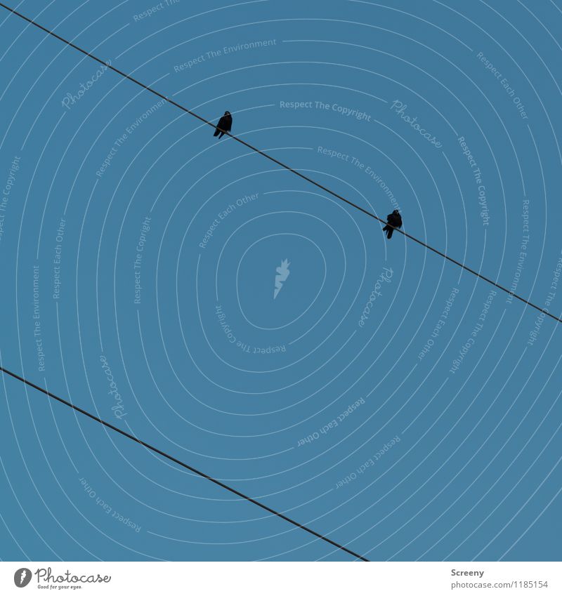 Mal schön Abstand halten... Natur Himmel Wolkenloser Himmel Schönes Wetter Tier Vogel Krähe 2 Drahtseil sitzen blau schwarz Lücke Konflikt & Streit Farbfoto