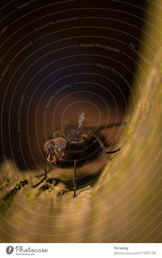 Wat willste? Natur Pflanze Tier Baum Park Wiese Insekt Fliege 1 sitzen hässlich klein Facettenauge Farbfoto Außenaufnahme Makroaufnahme Menschenleer Tag