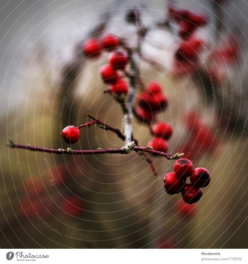 Mal wieder Bären [aber Makro] rot grün braun Ernährung Vogel Winter Herbst glänzend erleuchten Reflexion & Spiegelung Unschärfe dunkel Freundlichkeit Gift